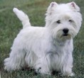 /album/galeria-de-fotos/west-highland-white-terrier-jpg/